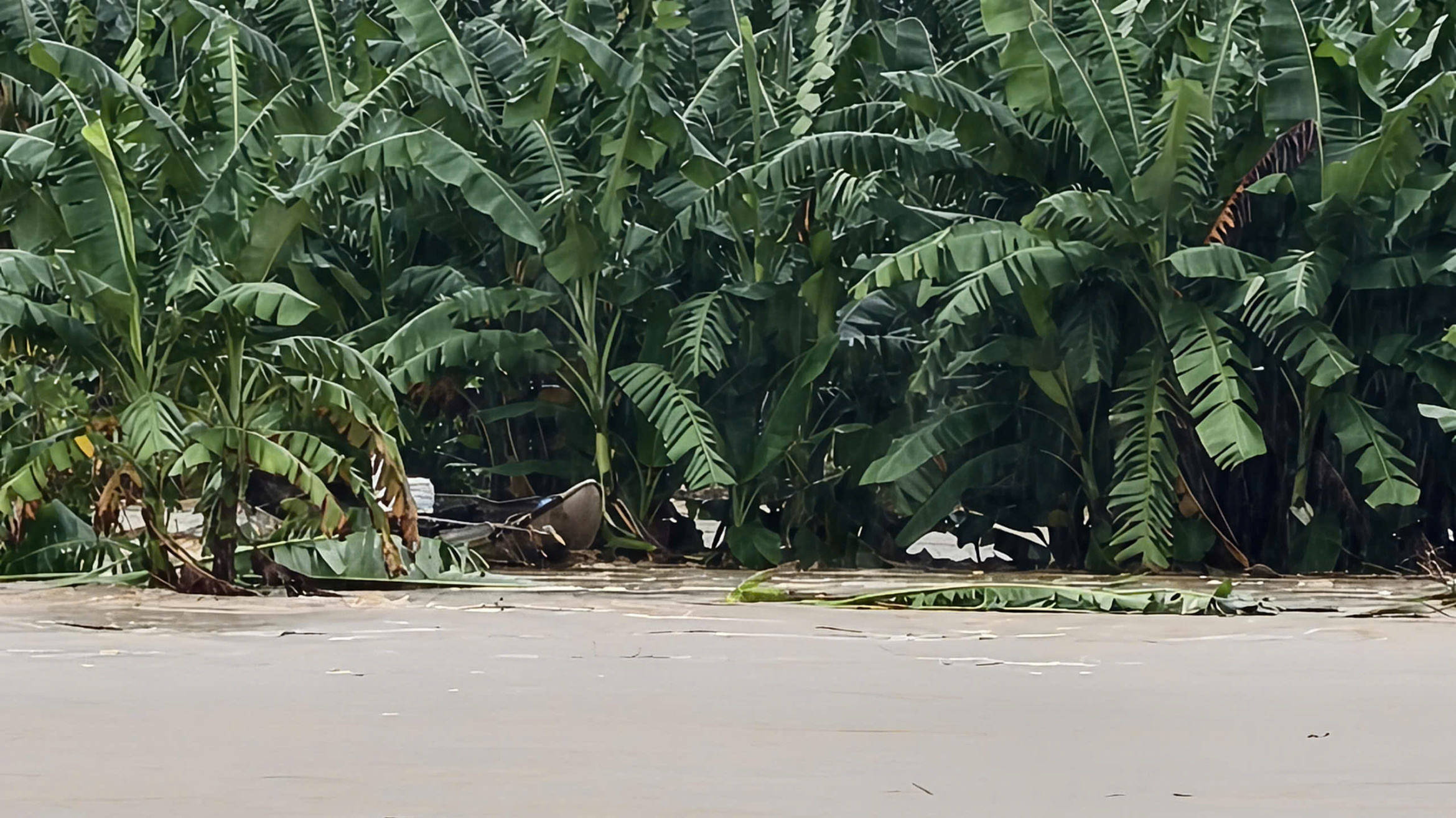 救援被困在茶曲河凶险洪水中的牧牛男子